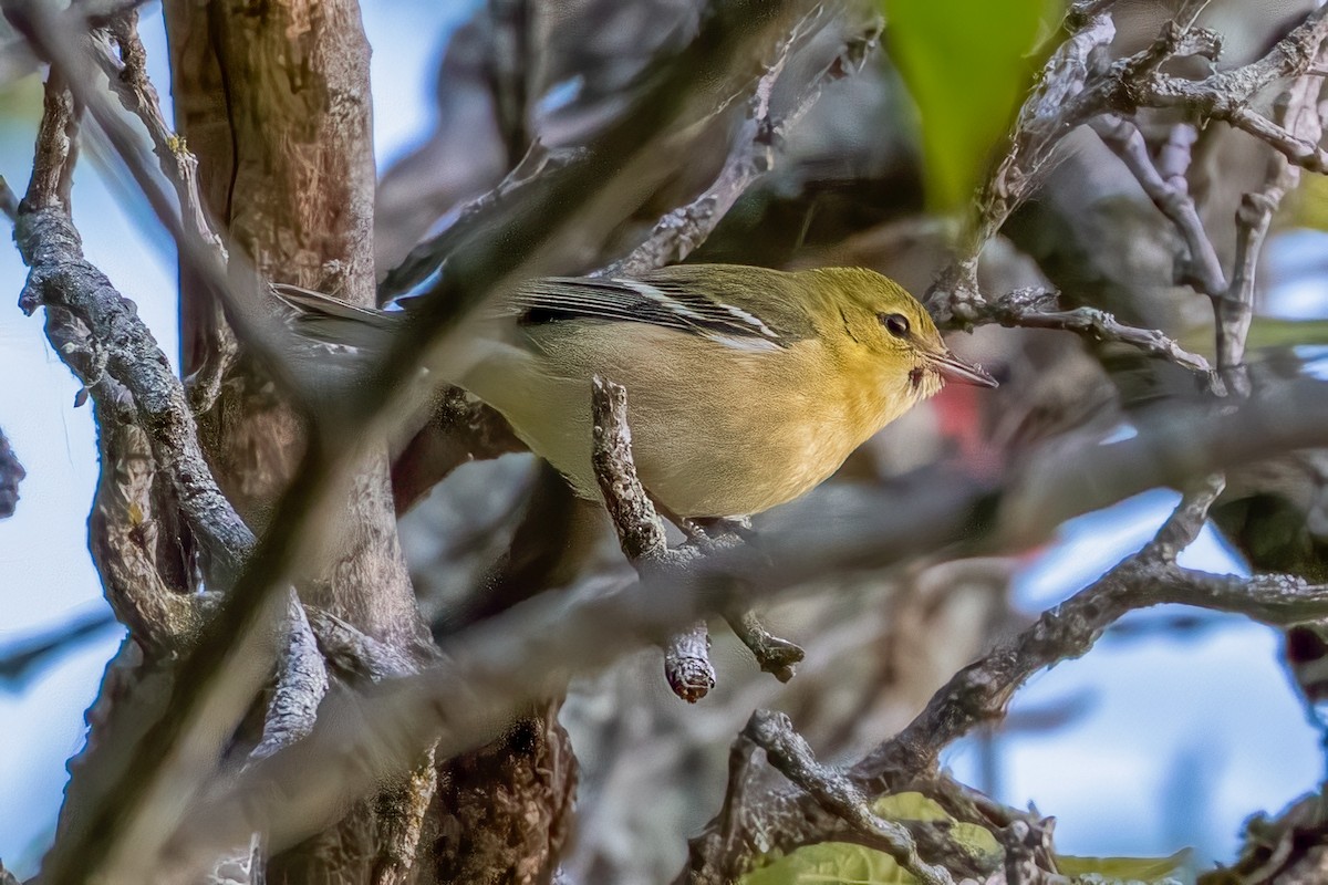 Bay-breasted Warbler - ML623771211