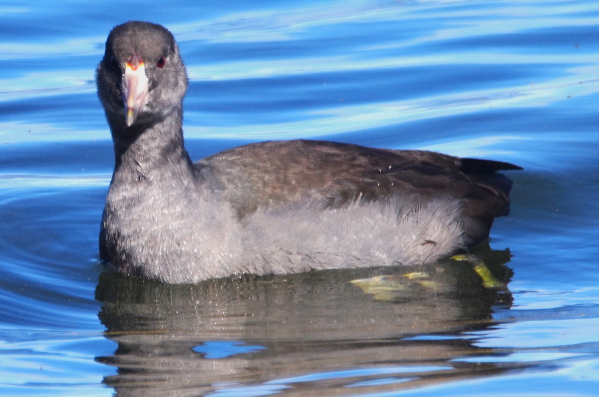 American Coot (Red-shielded) - ML623771216