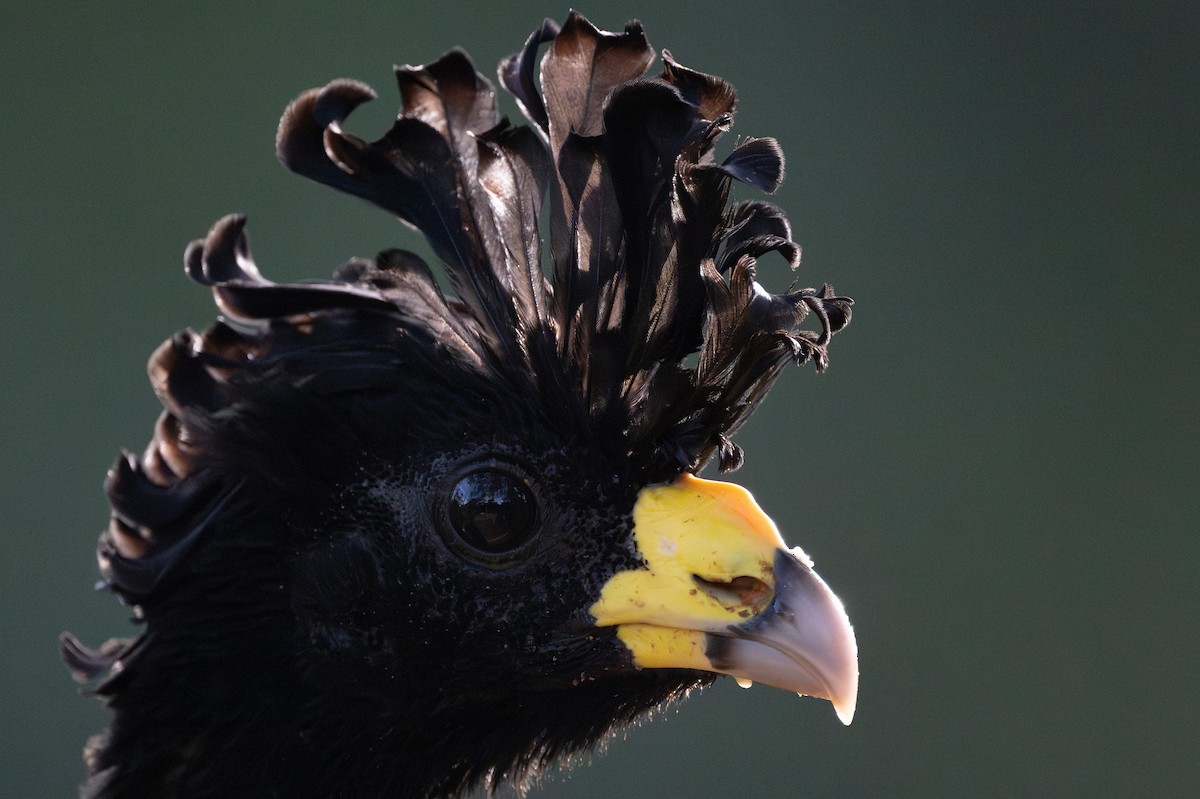 Great Curassow - ML623771253