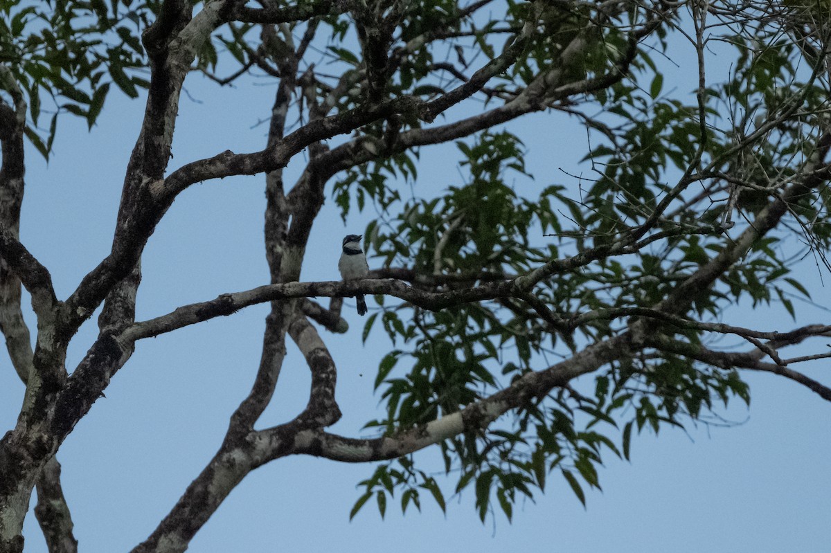 Pied Puffbird - ML623771292