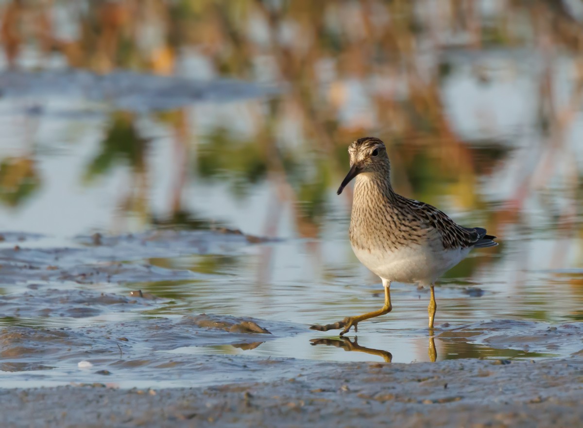 Pectoral Sandpiper - Phil Bartley