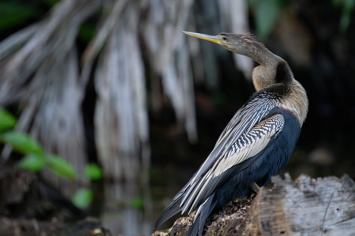 Anhinga - Charles Thomas