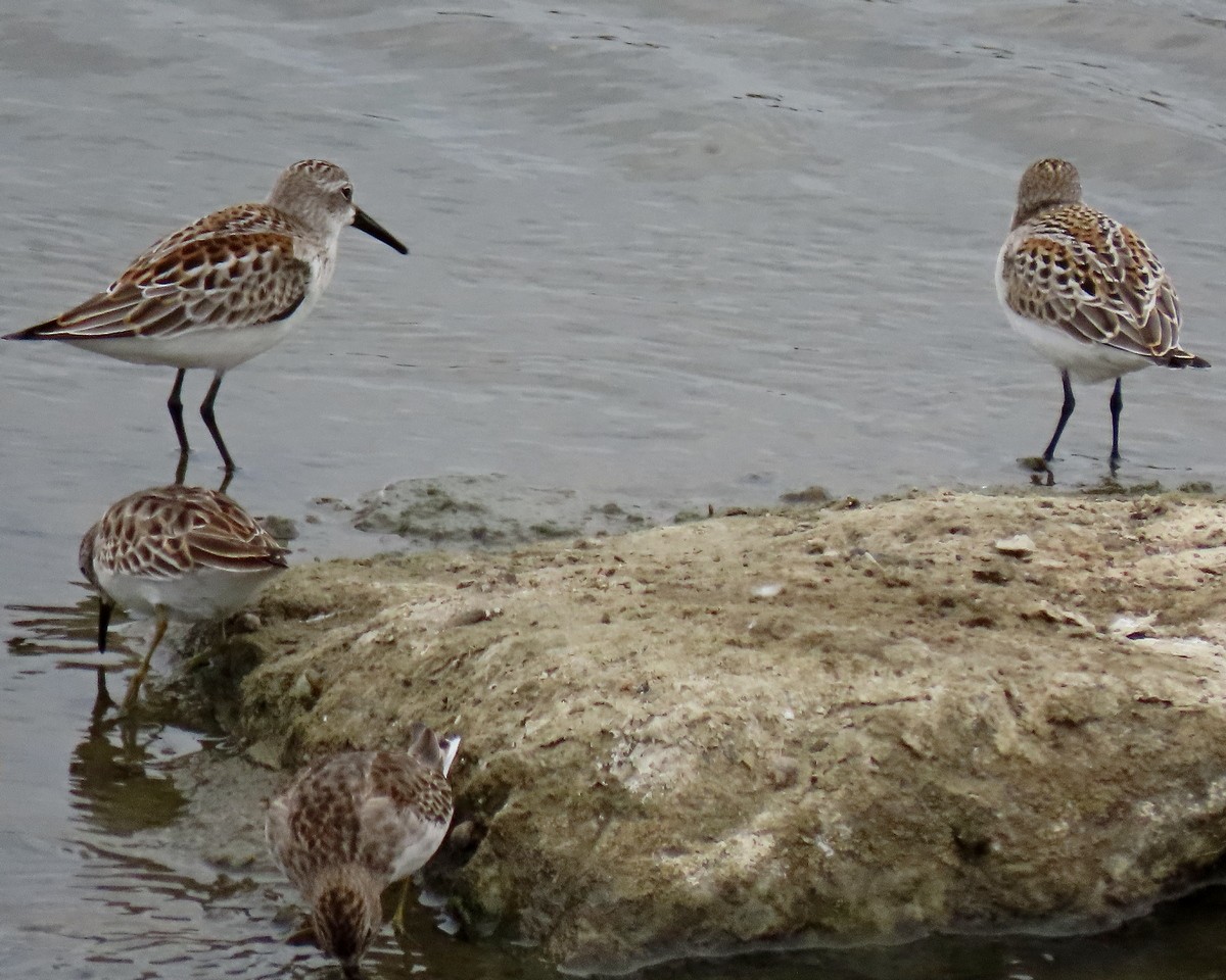 Western Sandpiper - greg slak