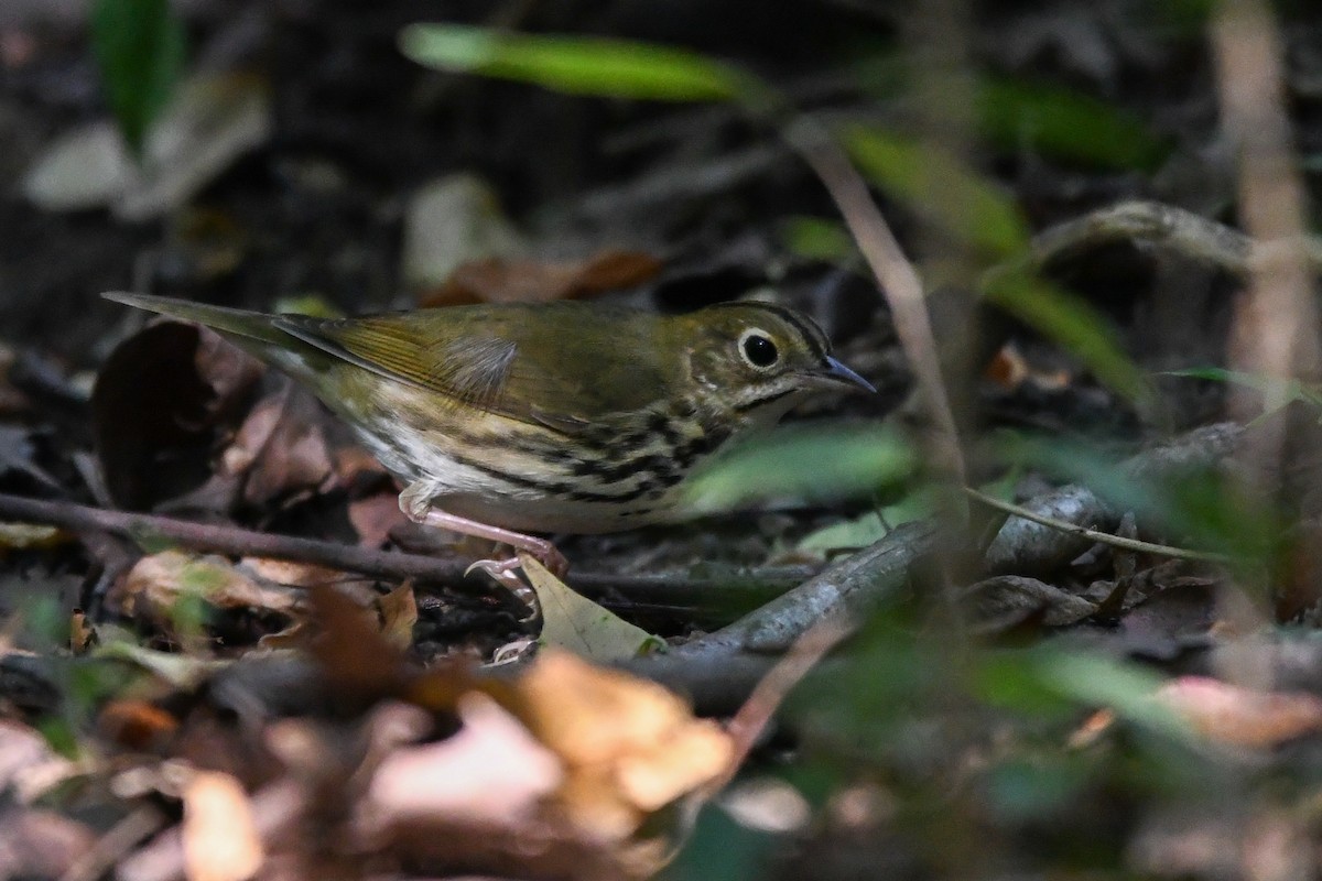 Ovenbird - Holly Hilliard