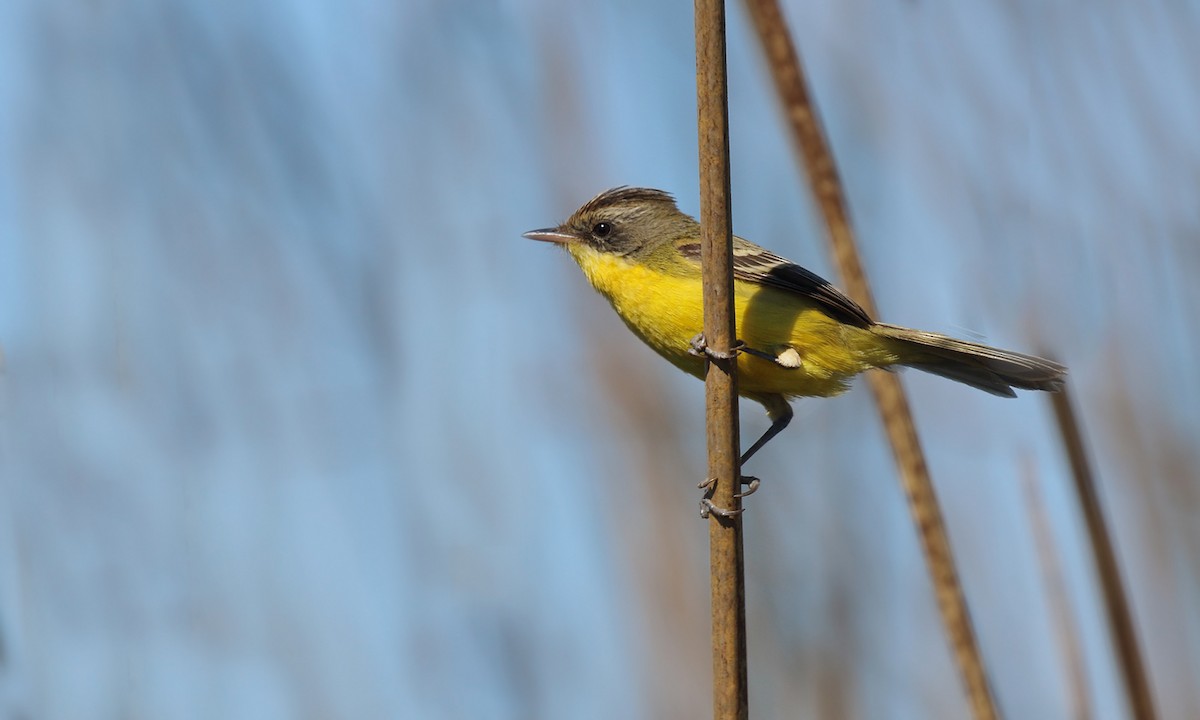 Crested Doradito - ML623771347