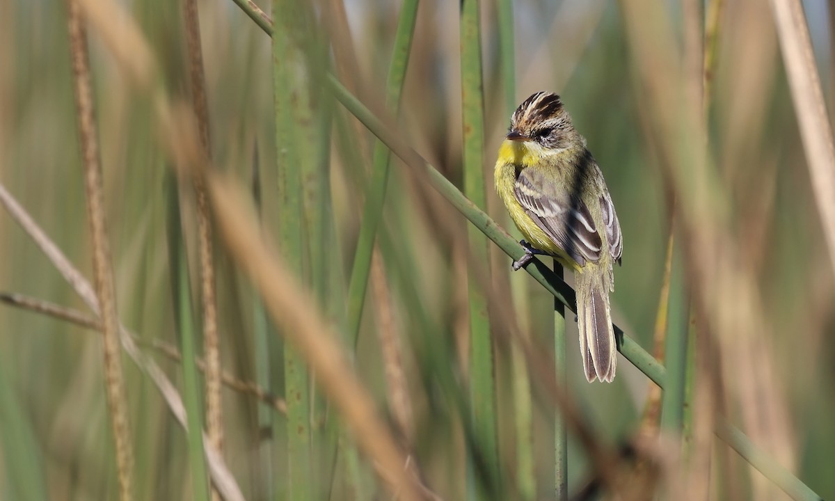 Crested Doradito - ML623771348