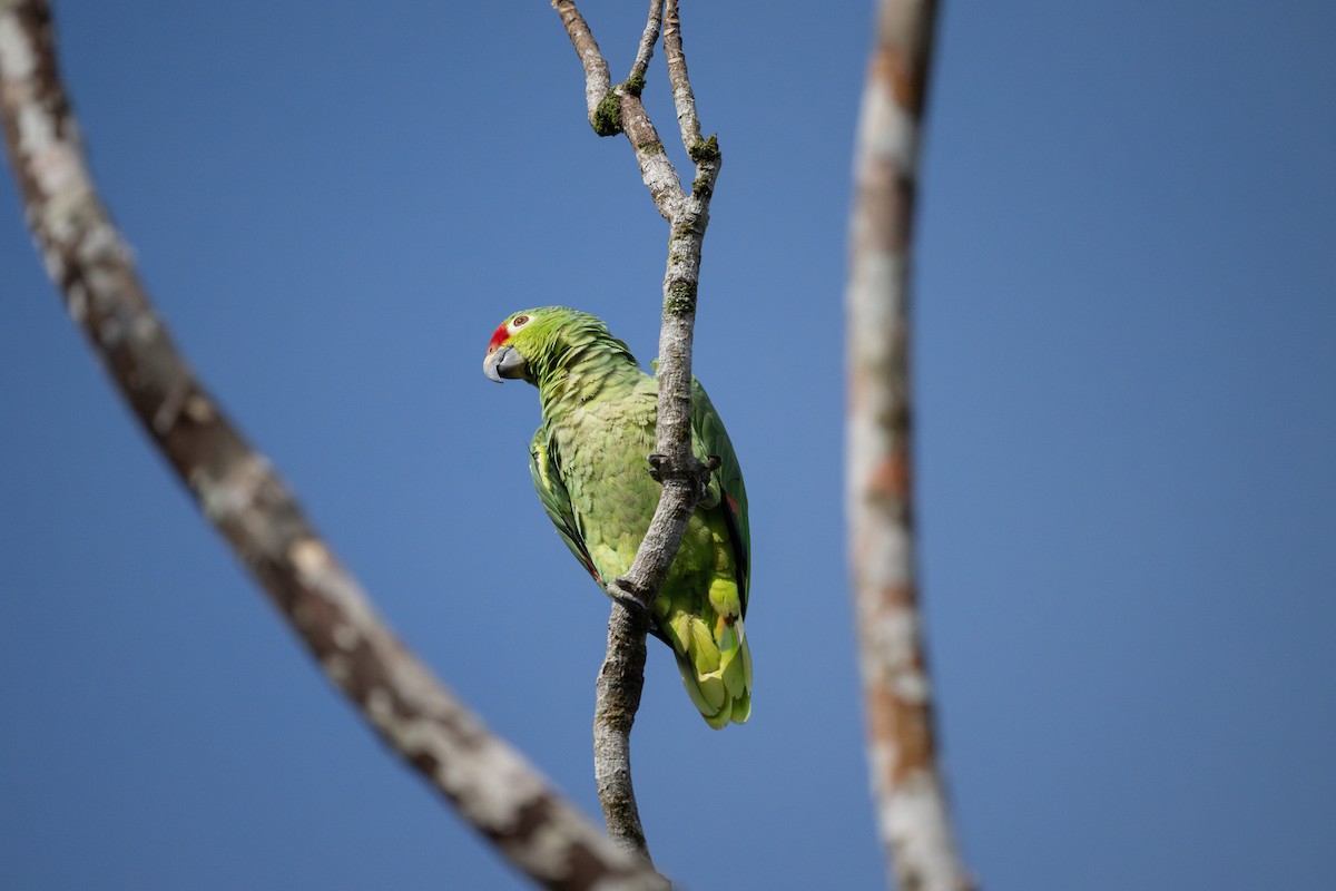 Red-lored Parrot - ML623771352