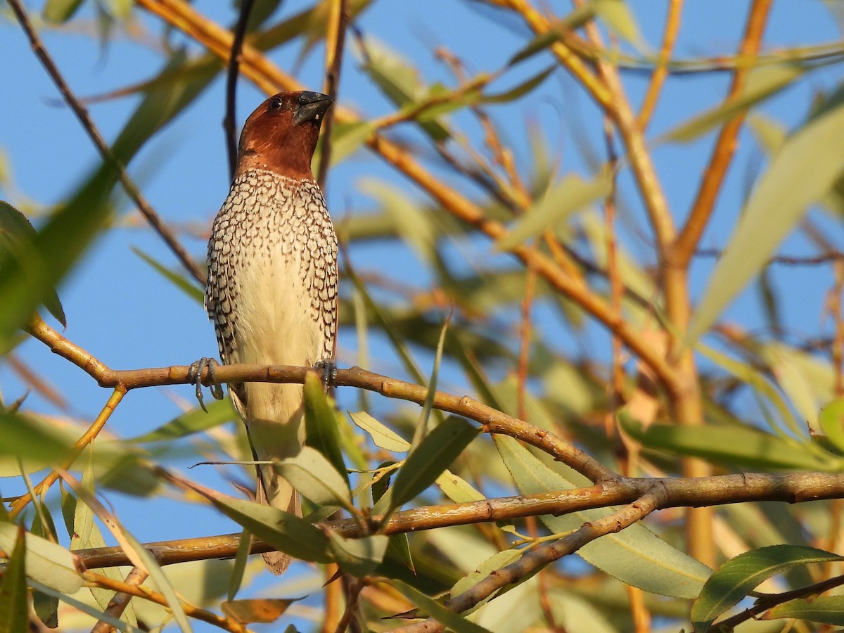 Scaly-breasted Munia - ML623771357