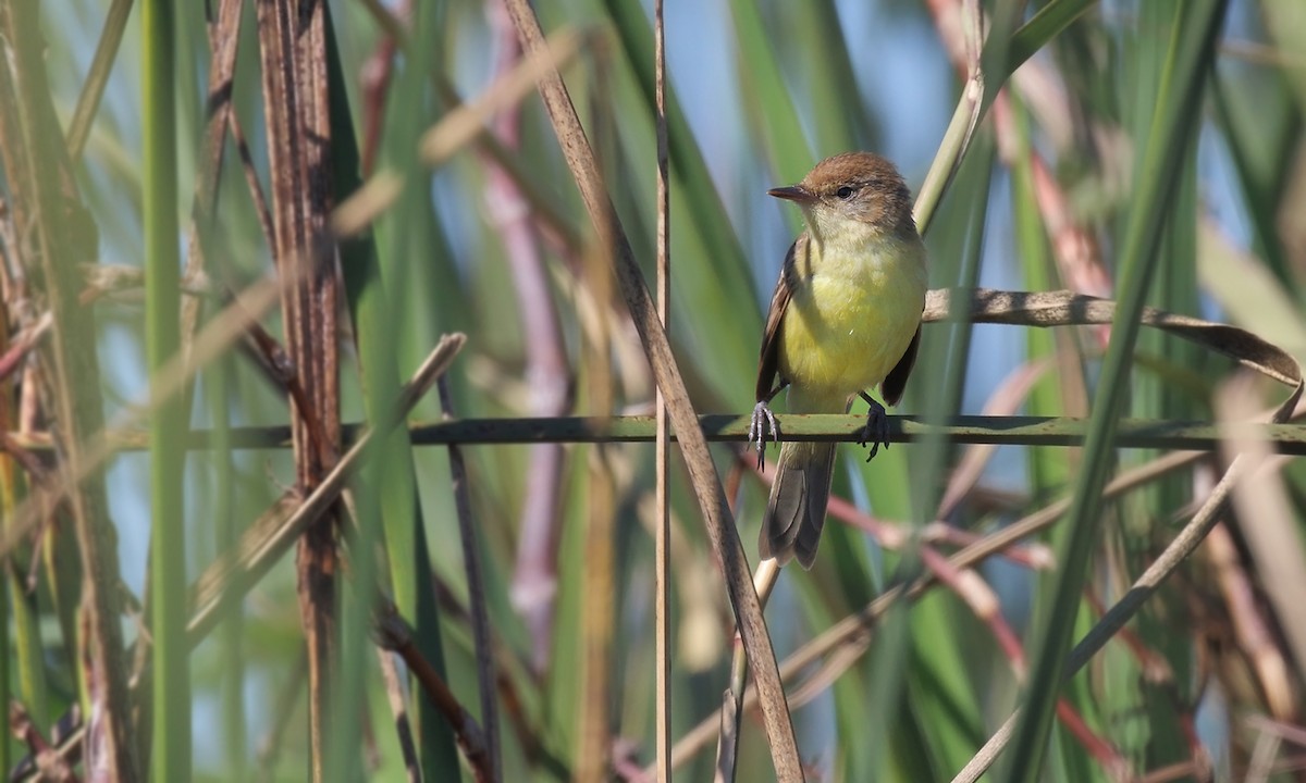 Warbling Doradito - ML623771358