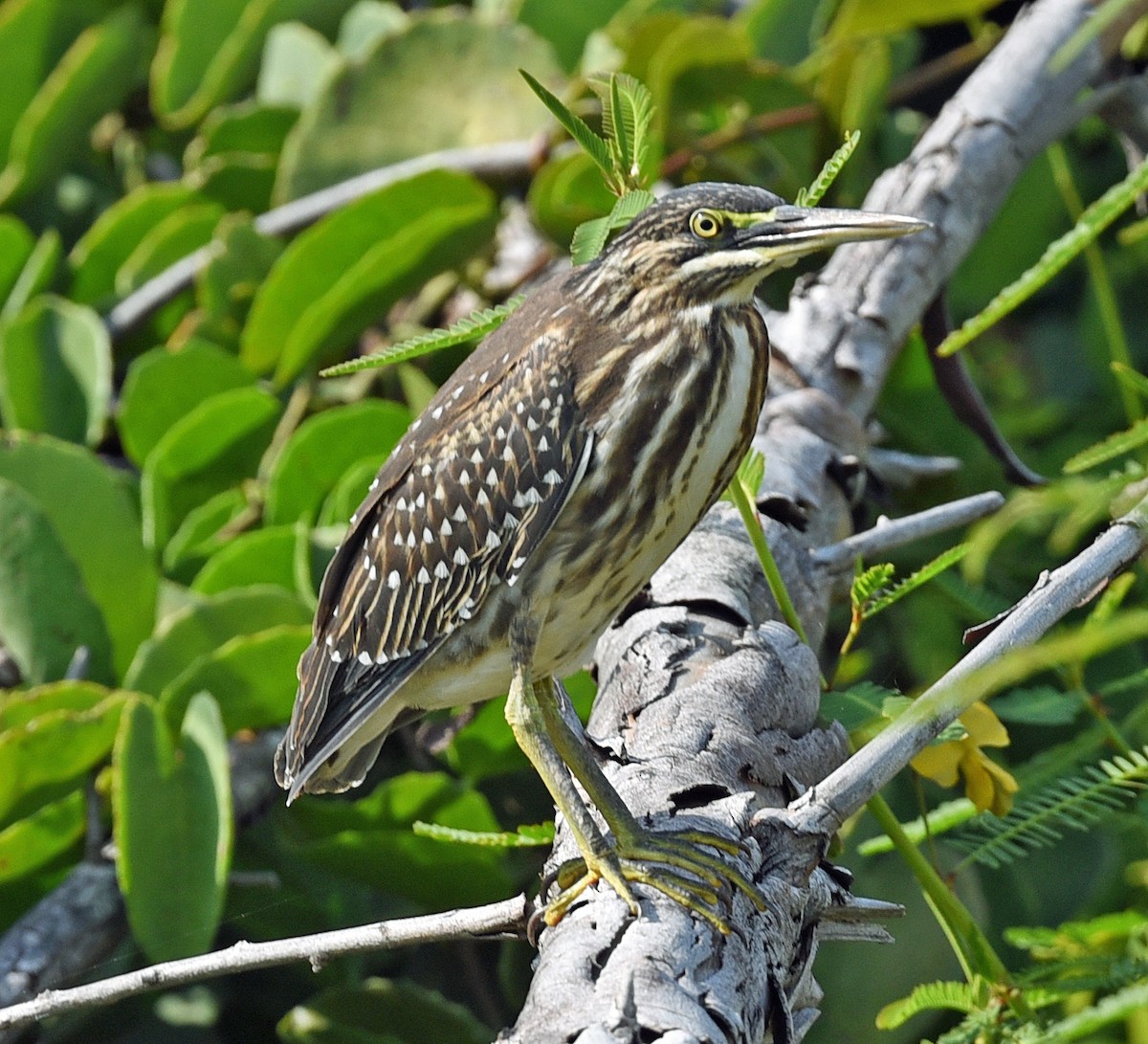 Striated Heron - Barbara Strobino