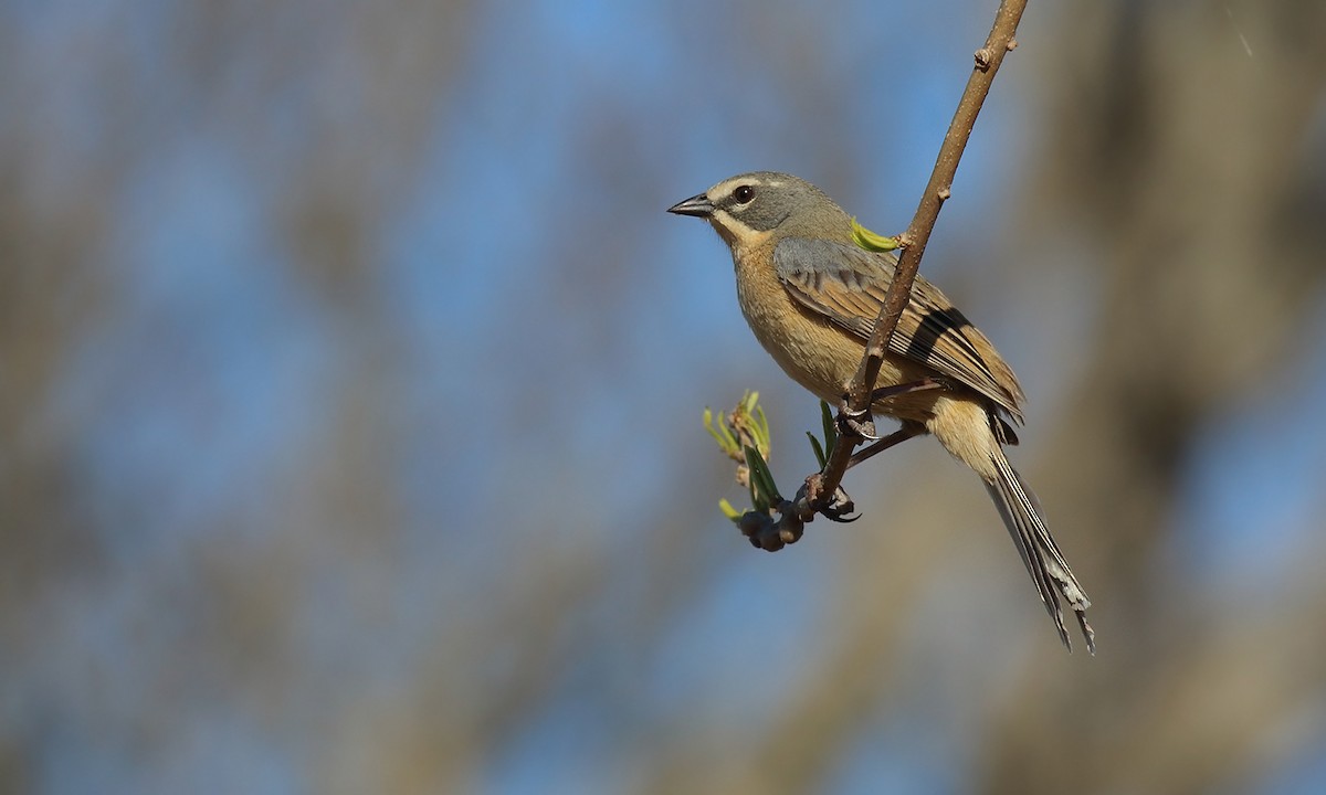 Long-tailed Reed Finch - ML623771377