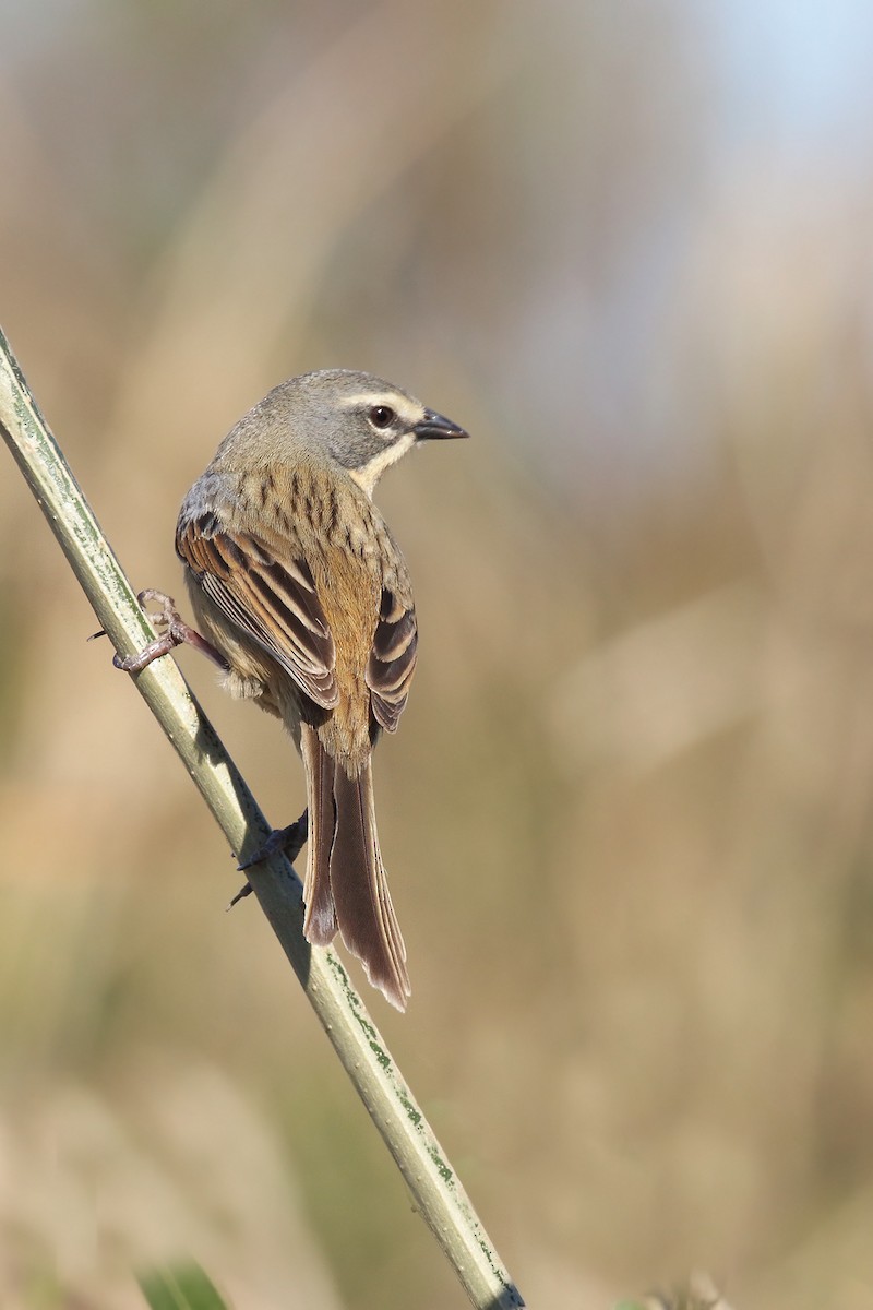 Long-tailed Reed Finch - ML623771381