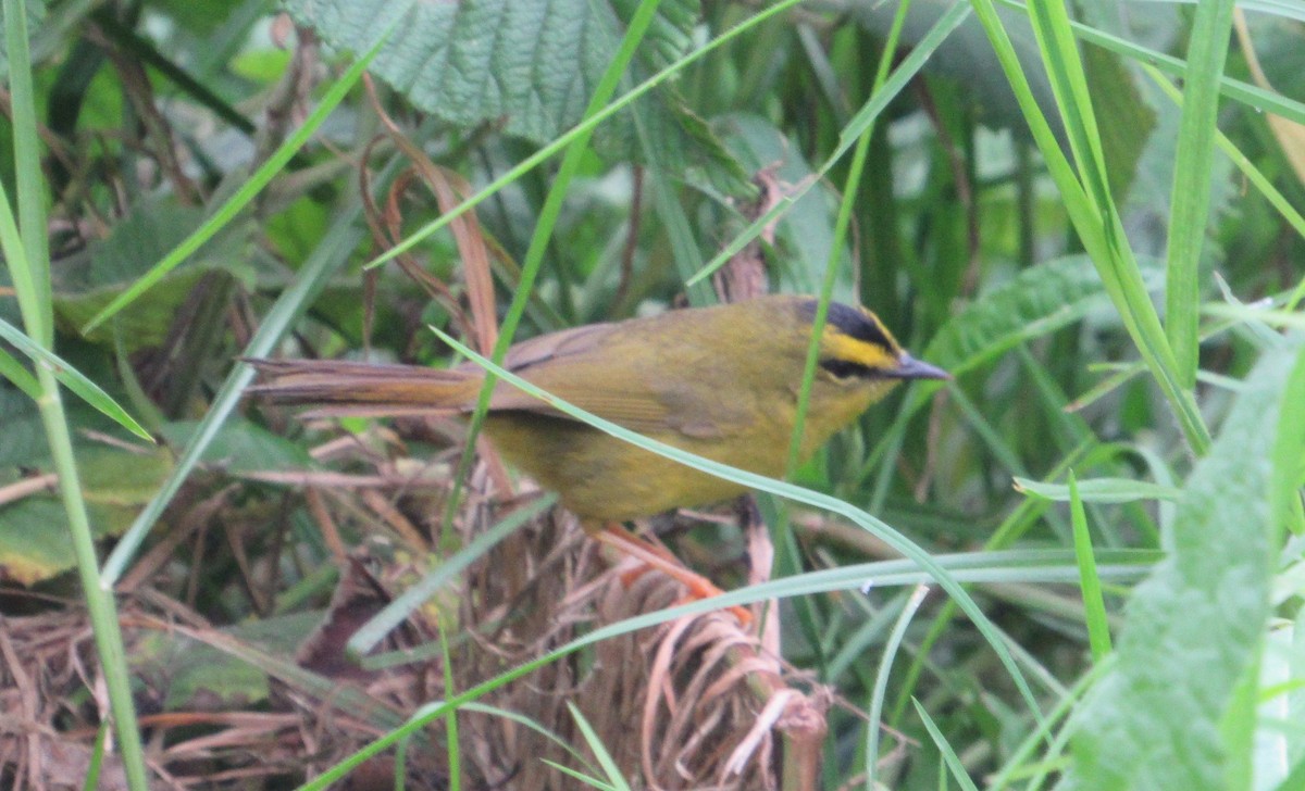 Black-crested Warbler - Alejandro  Luy