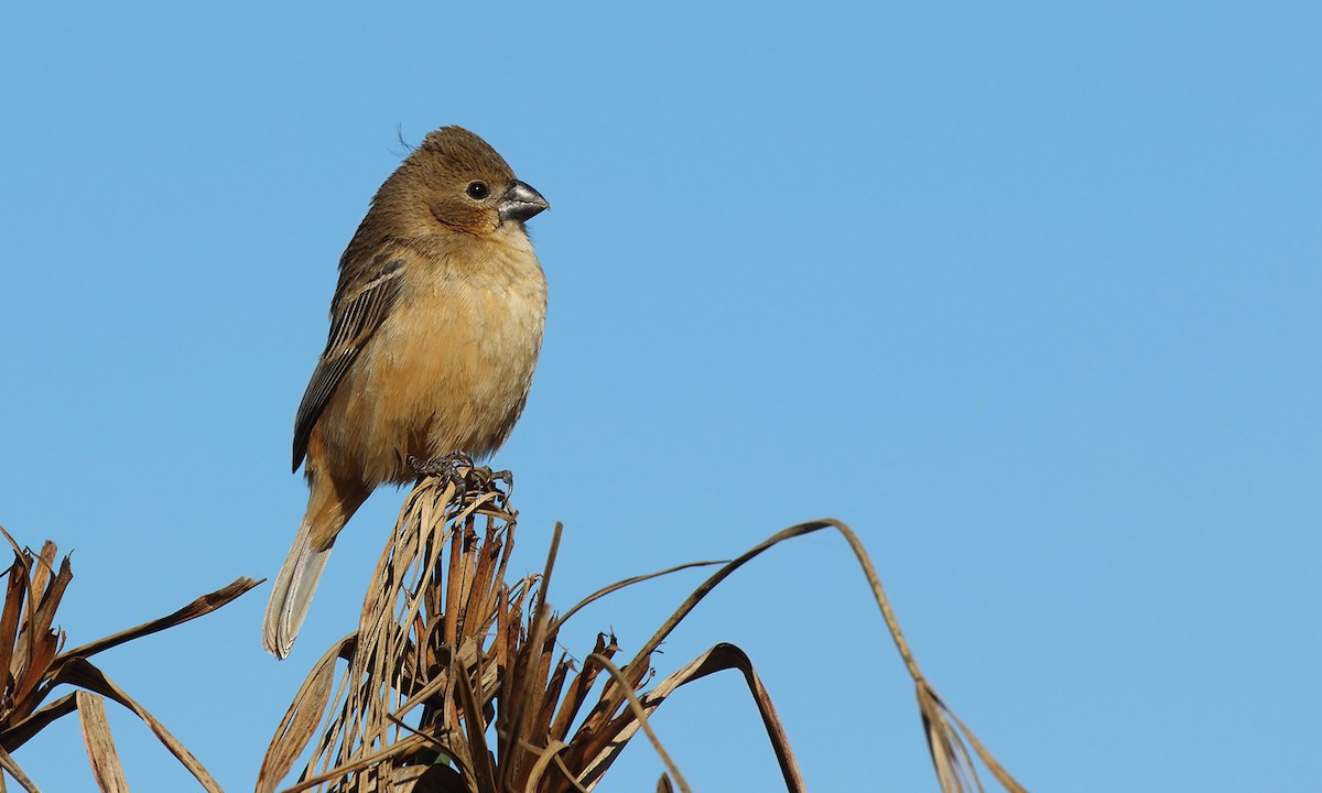 Rusty-collared Seedeater - ML623771395