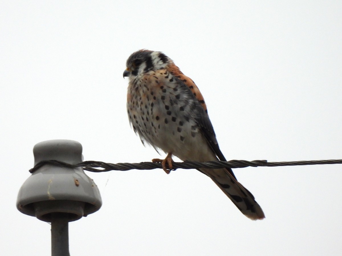 American Kestrel - ML623771399