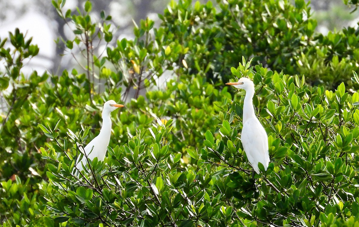 Western Cattle Egret - Victor Botnaru