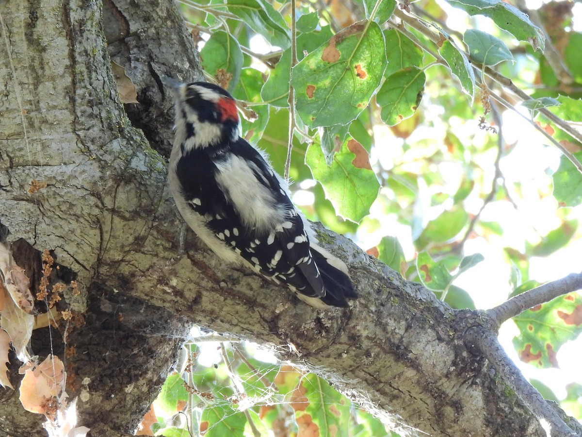 Downy Woodpecker - ML623771583