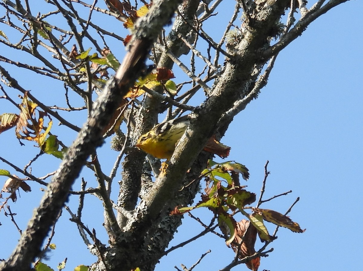 Blackburnian Warbler - ML623771584