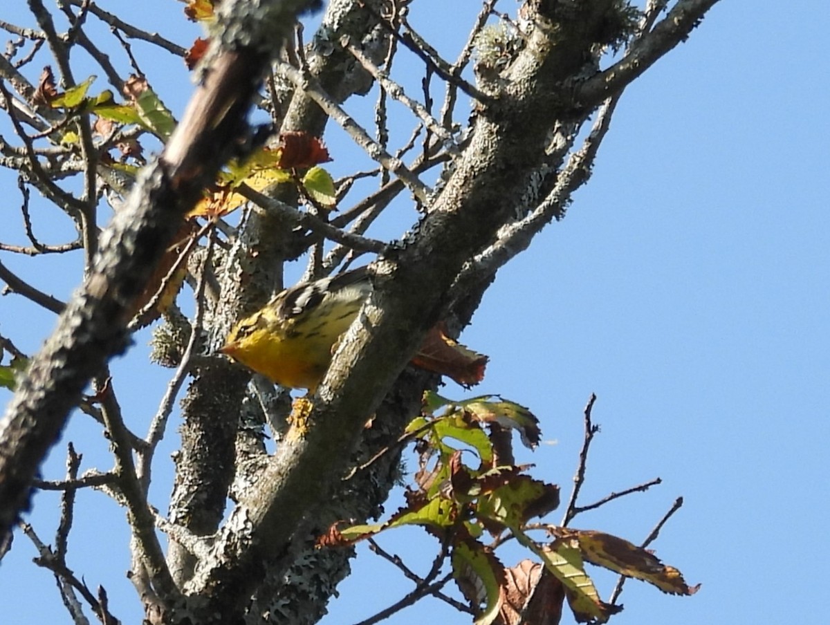 Blackburnian Warbler - ML623771585