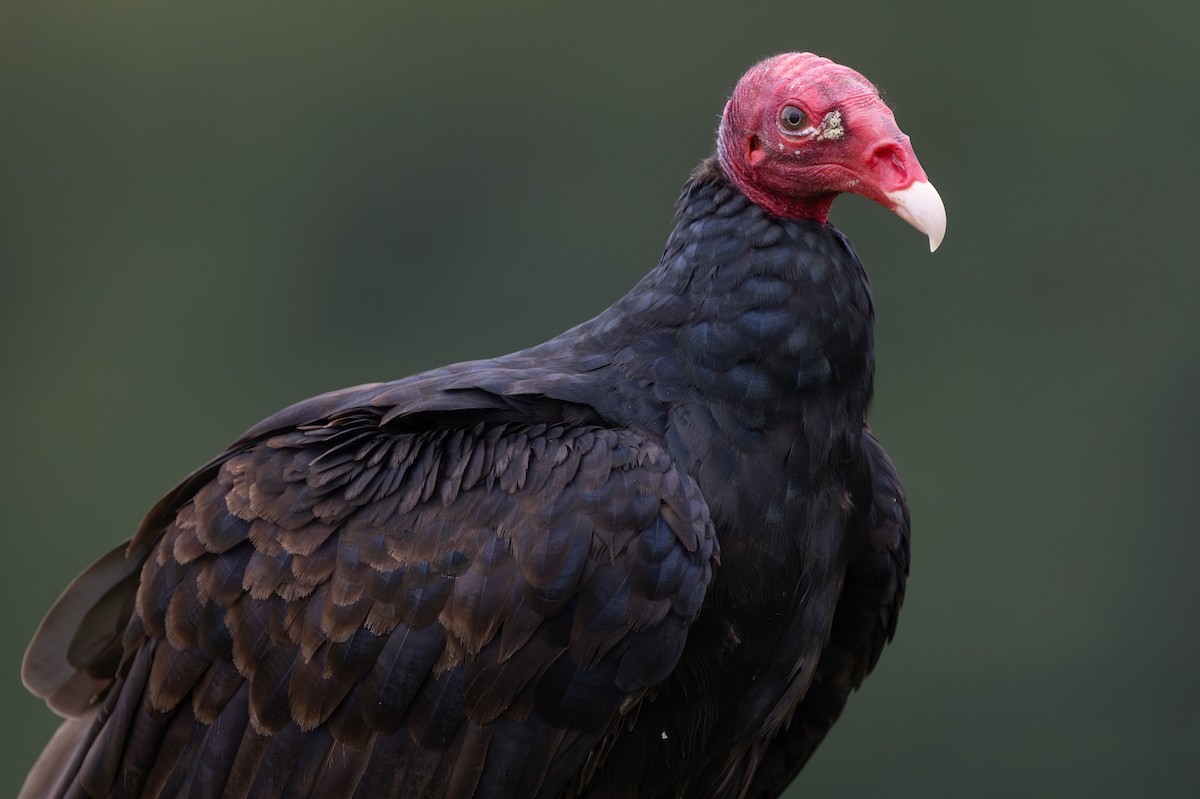 Turkey Vulture - ML623771589