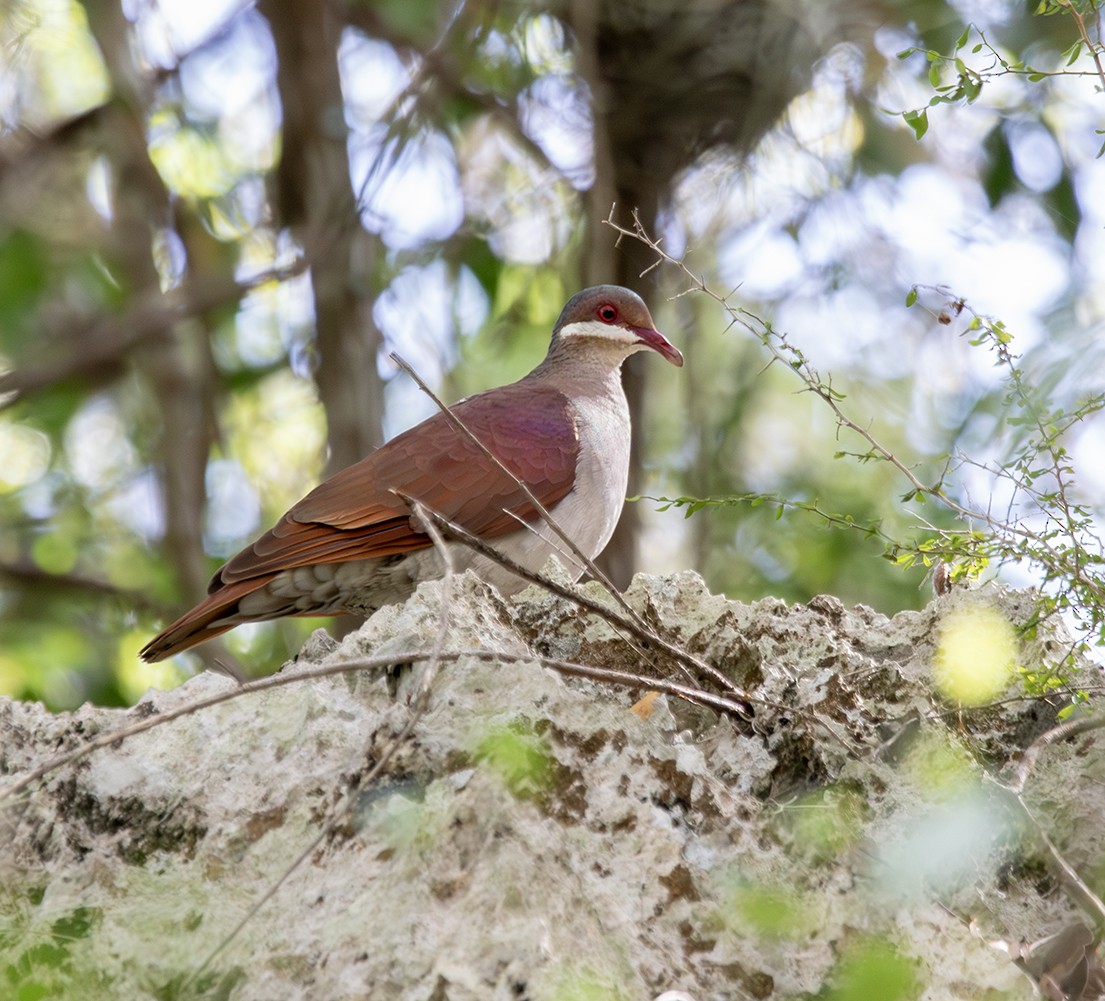 Key West Quail-Dove - ML623771604