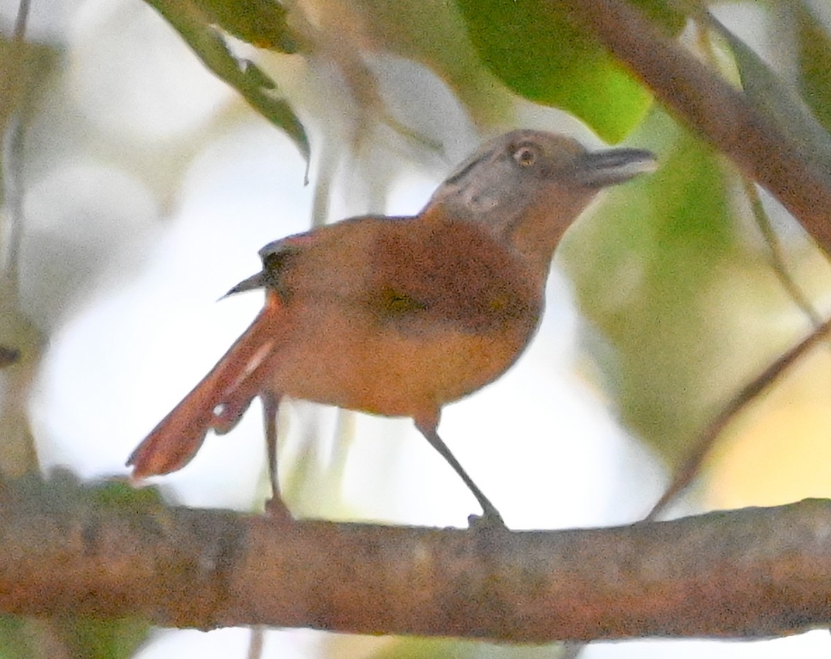 Barred Antshrike - ML623771606