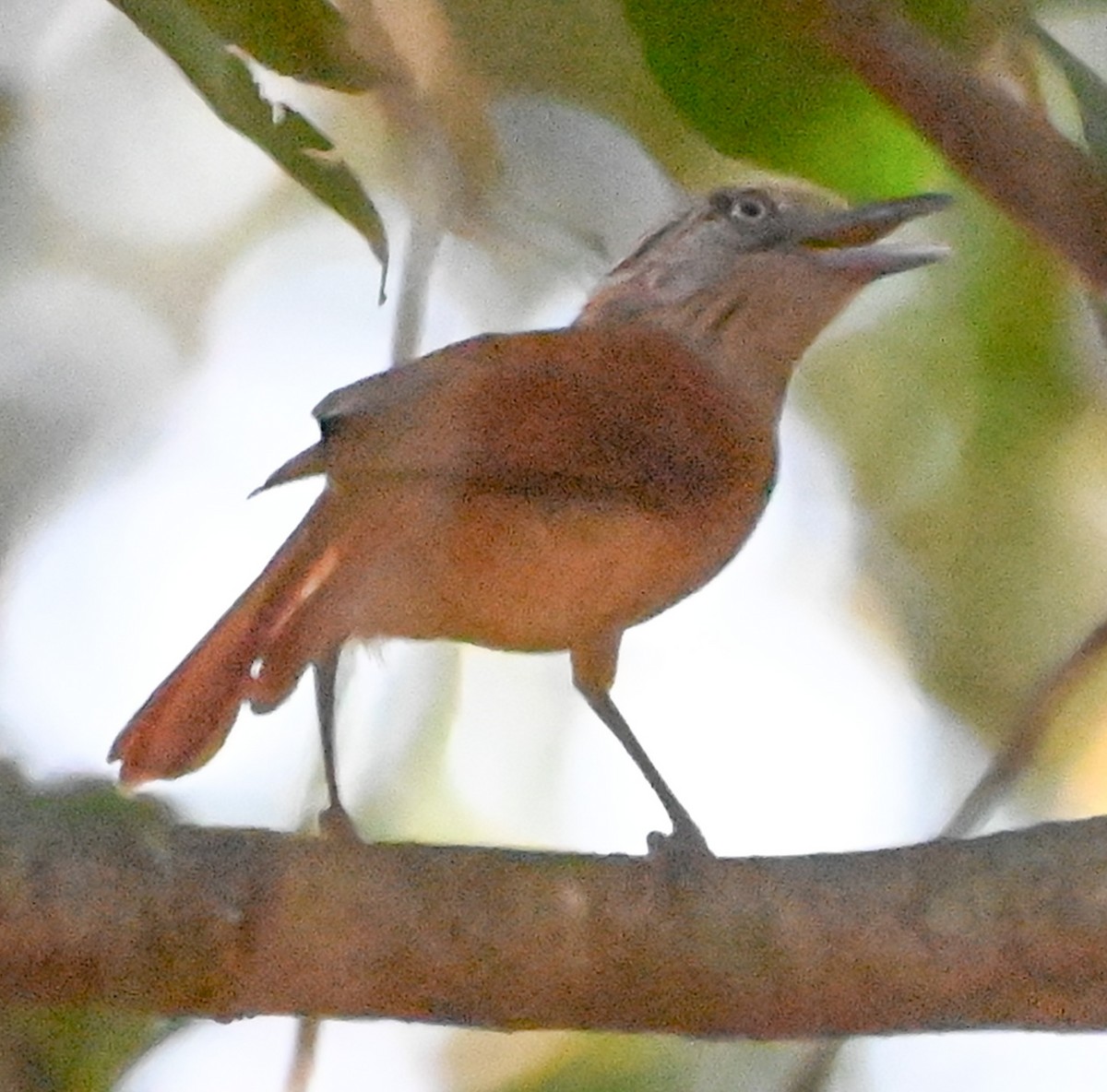 Barred Antshrike - Dave Griswold