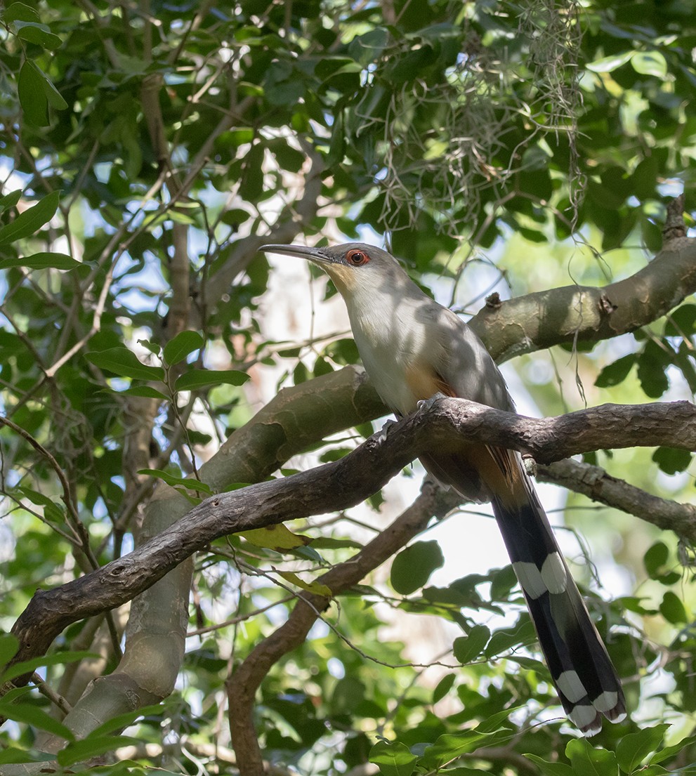 Hispaniolan Lizard-Cuckoo - ML623771616