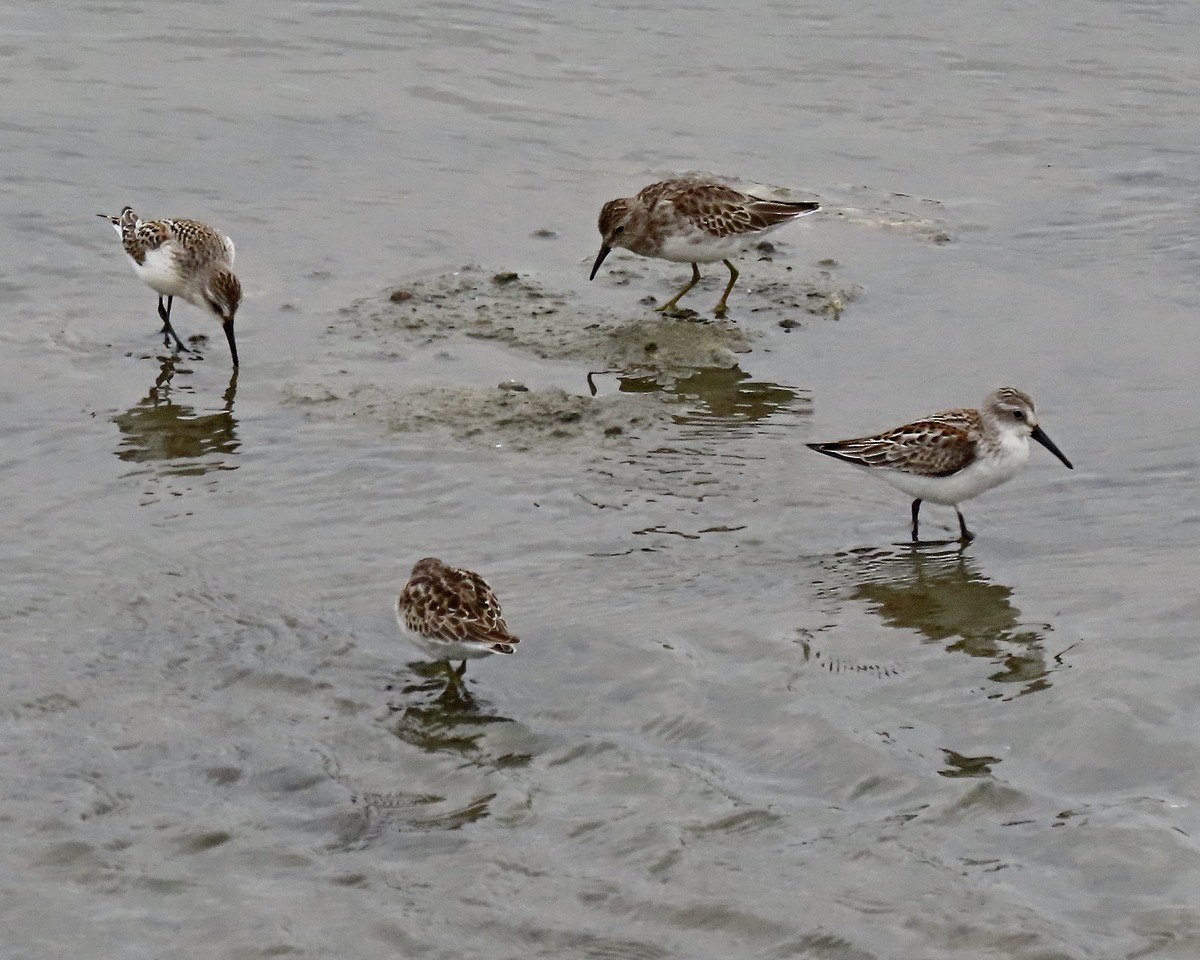 Western Sandpiper - ML623771622