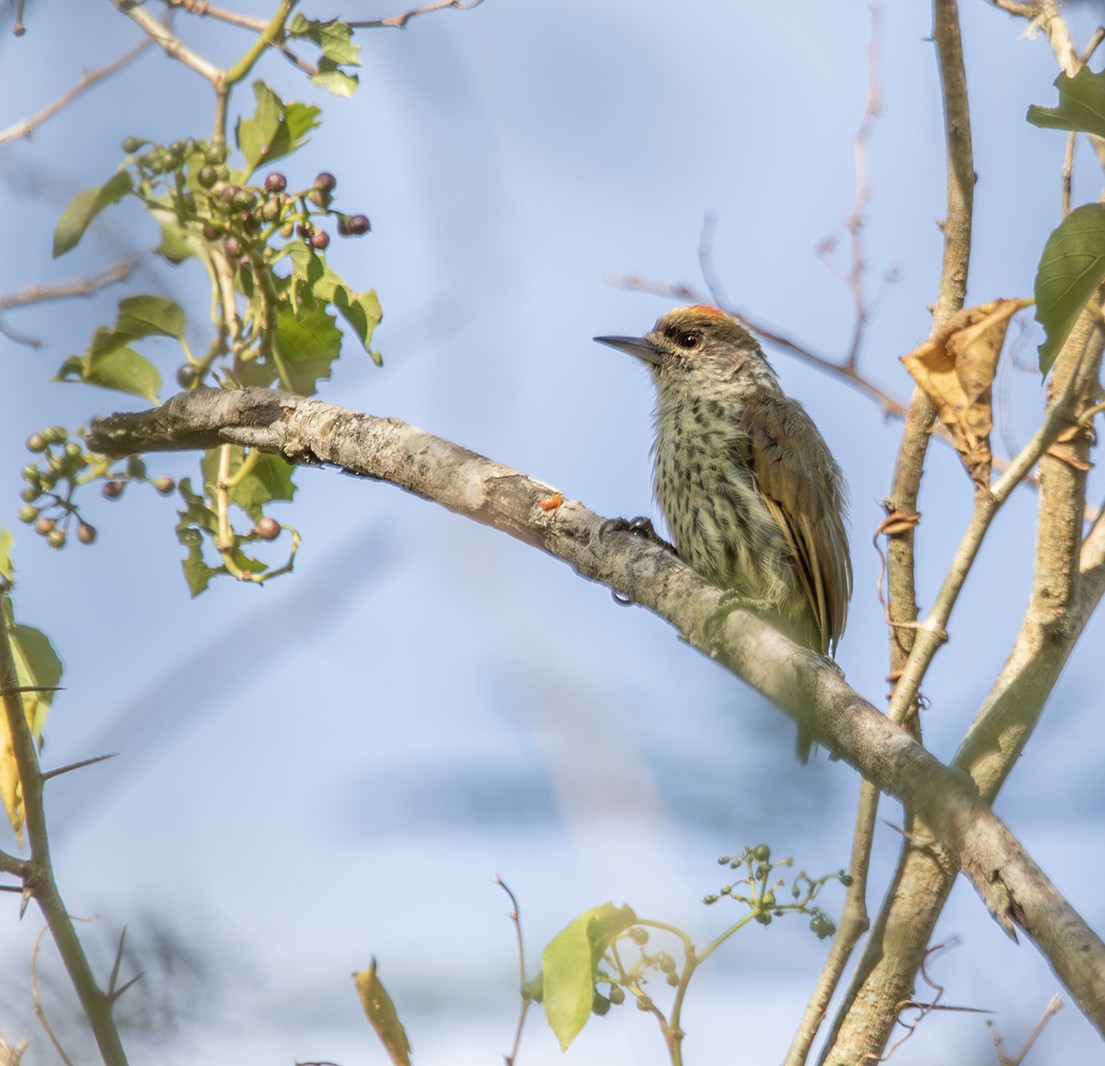 Antillean Piculet - ML623771627