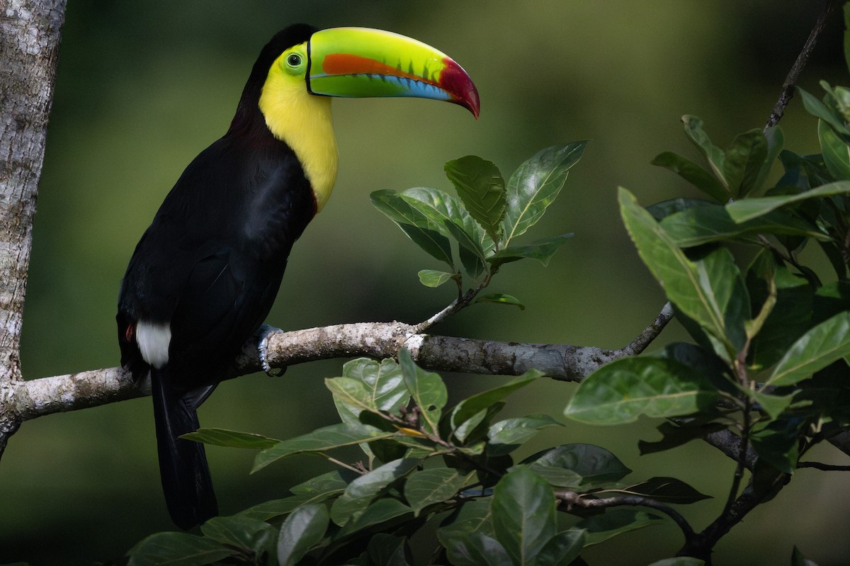 Keel-billed Toucan - ML623771639