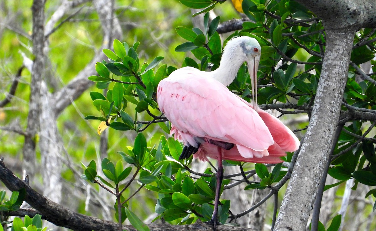 Espátula Rosada - ML623771644