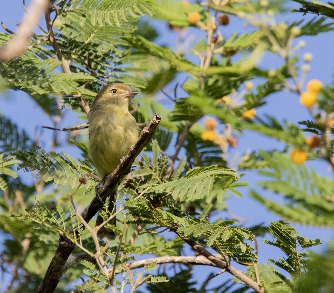 Flat-billed Vireo - ML623771645