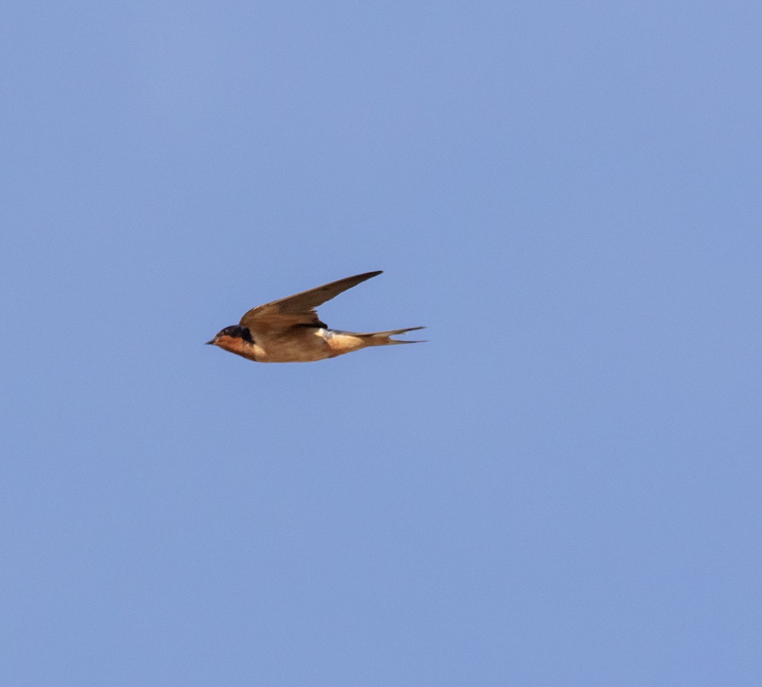 Barn Swallow - ML623771647