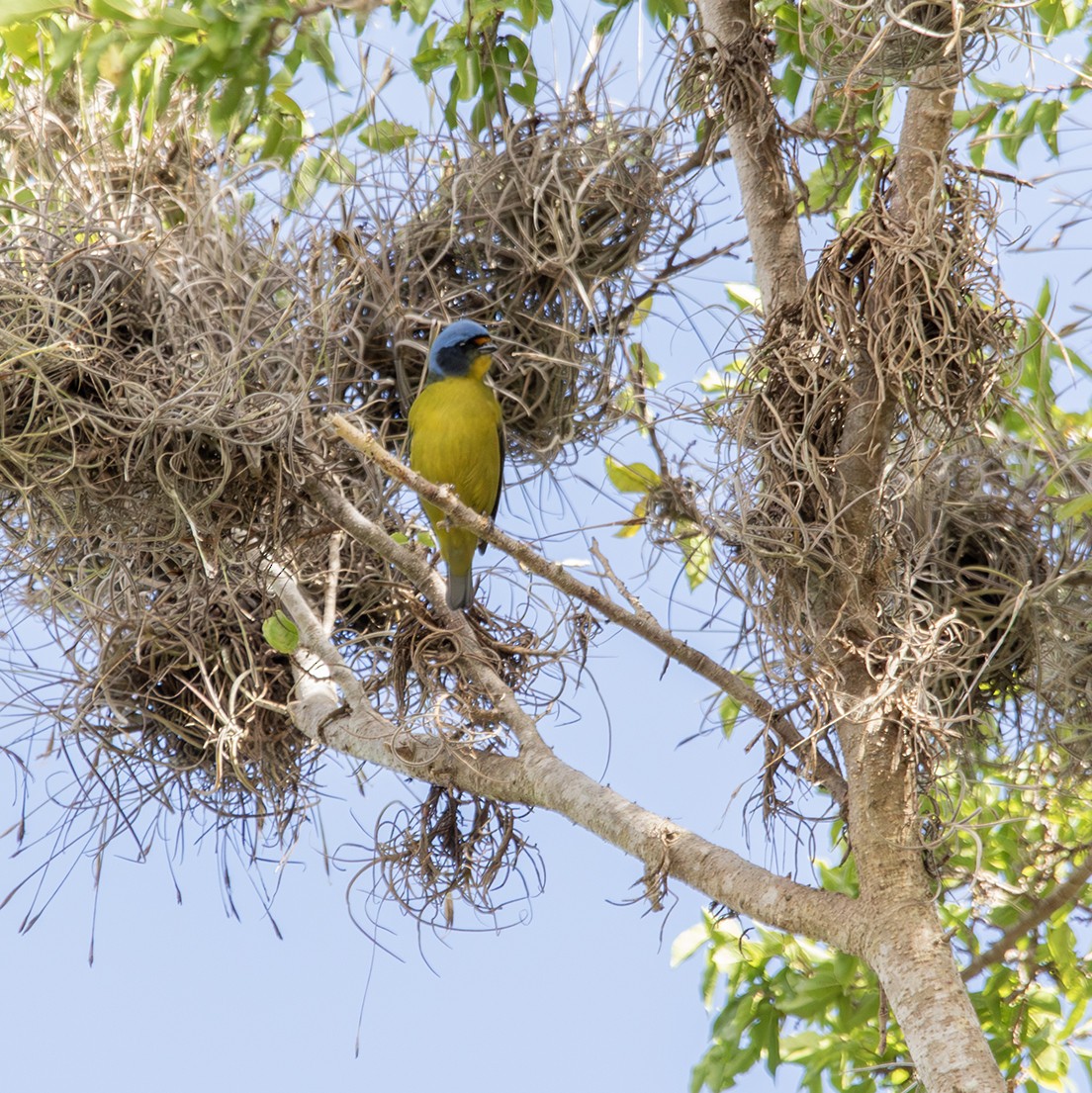 Hispaniolan Euphonia - ML623771675