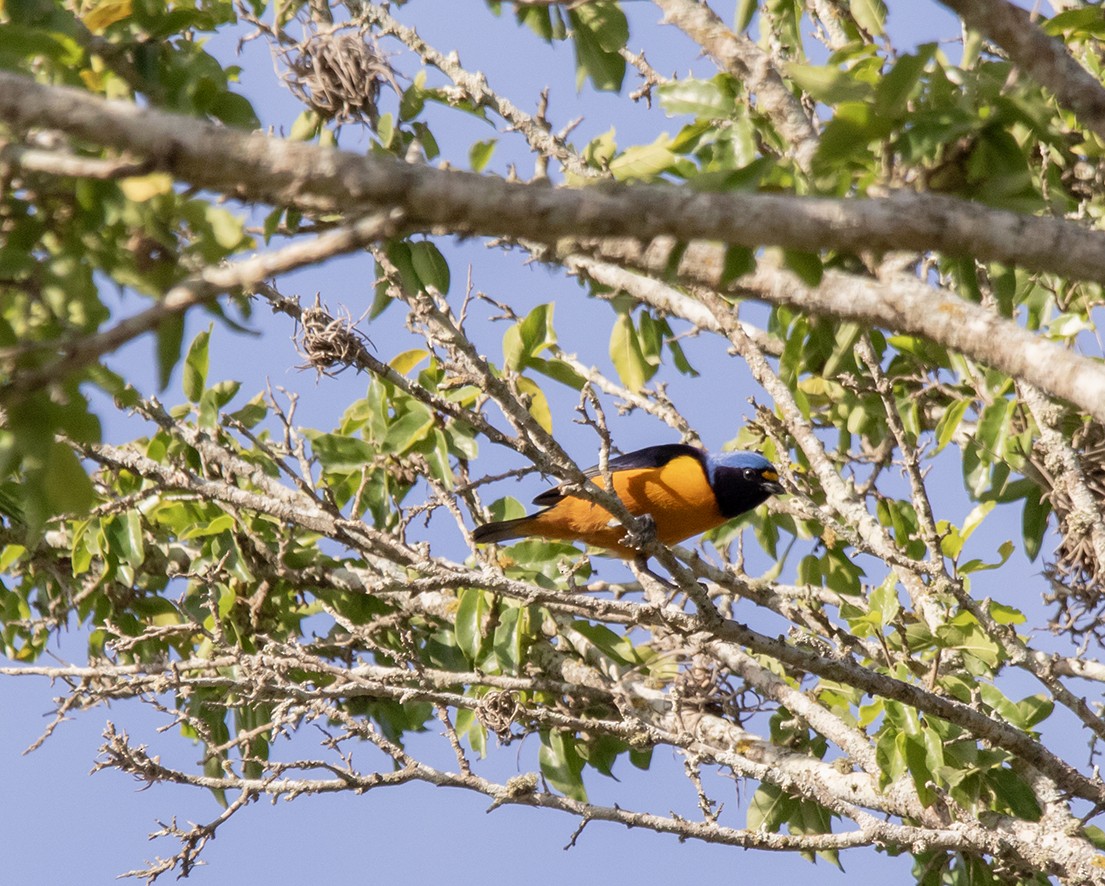 Hispaniolan Euphonia - ML623771676