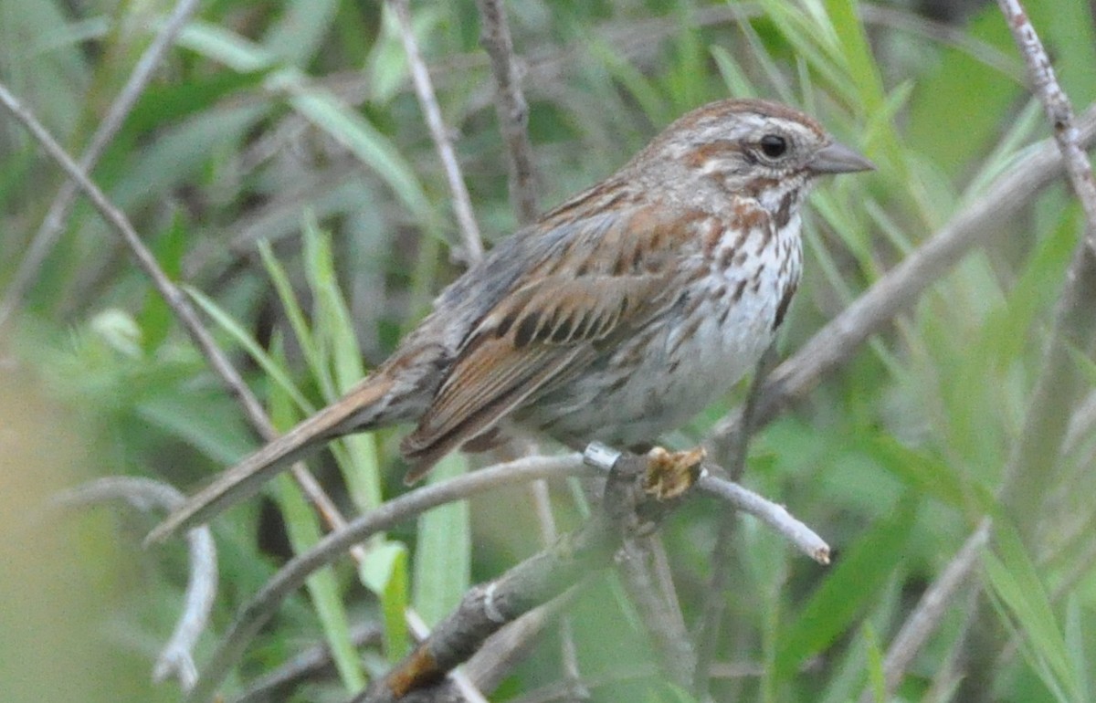 Song Sparrow - ML623771881