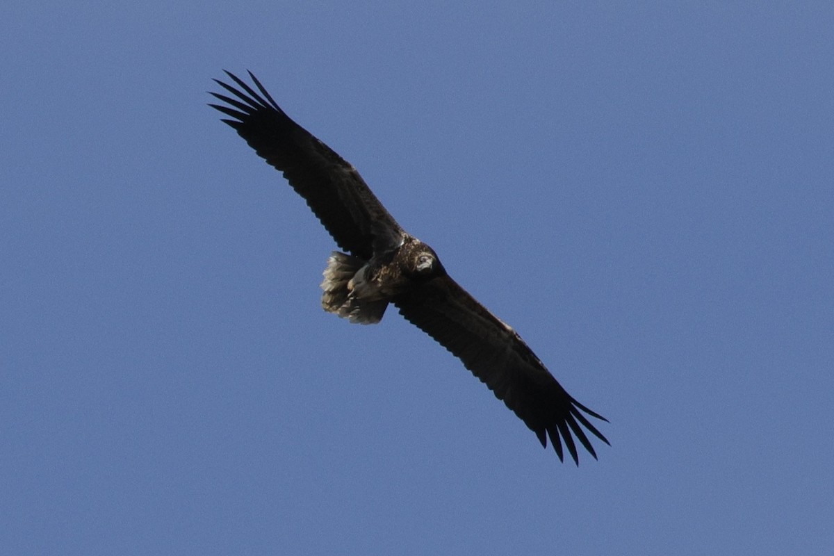 Дэлт ёл - ML623771895