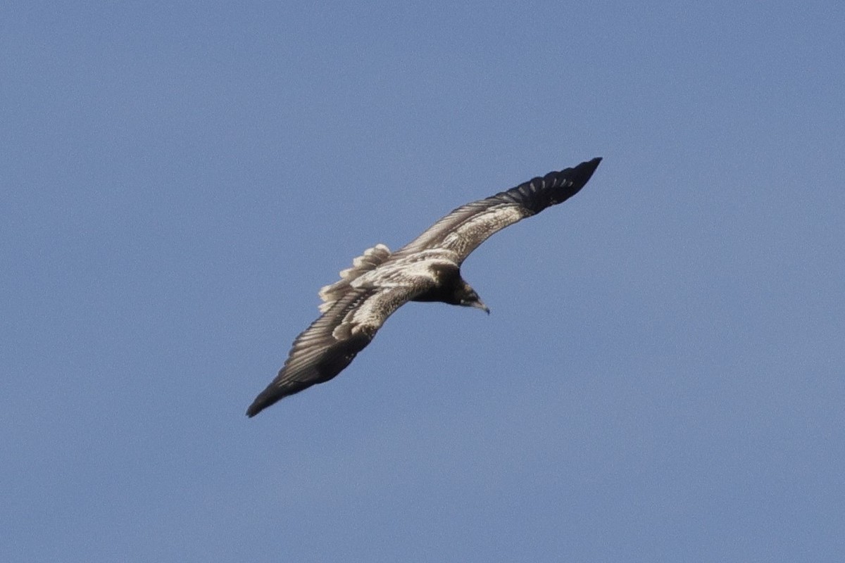 Дэлт ёл - ML623771896