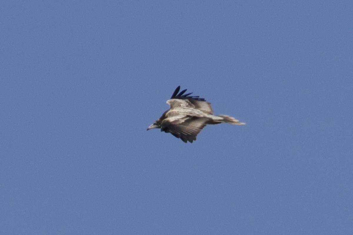 Стерв'ятник білий - ML623771897