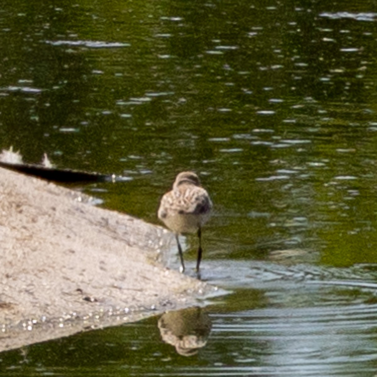 Western/Semipalmated Sandpiper - ML623771917