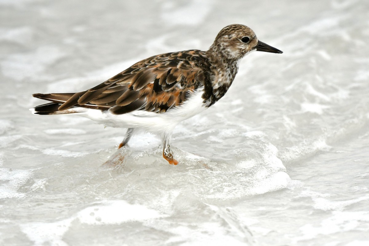 Ruddy Turnstone - Victor Botnaru