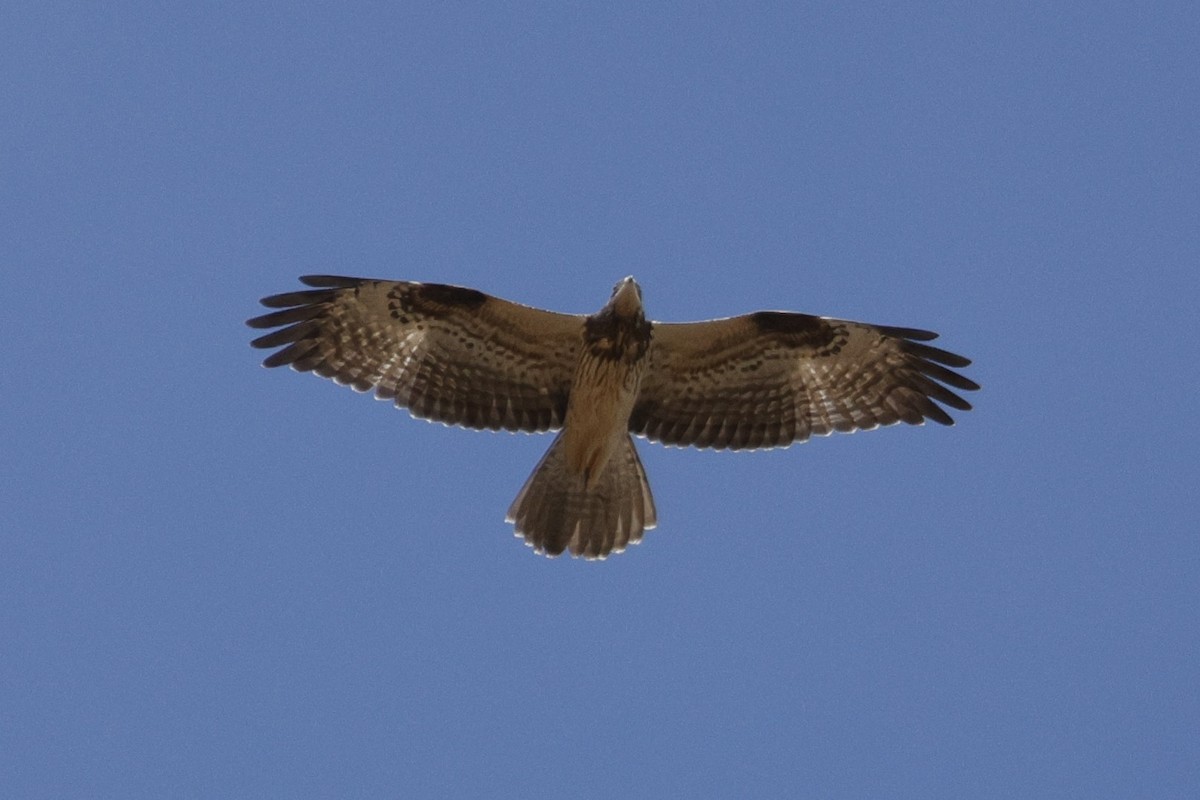 Балч гоорбис - ML623771927