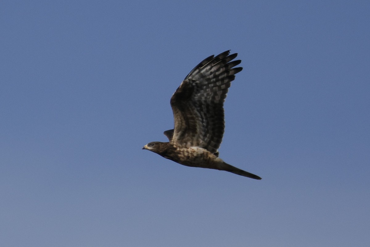 Балч гоорбис - ML623771928