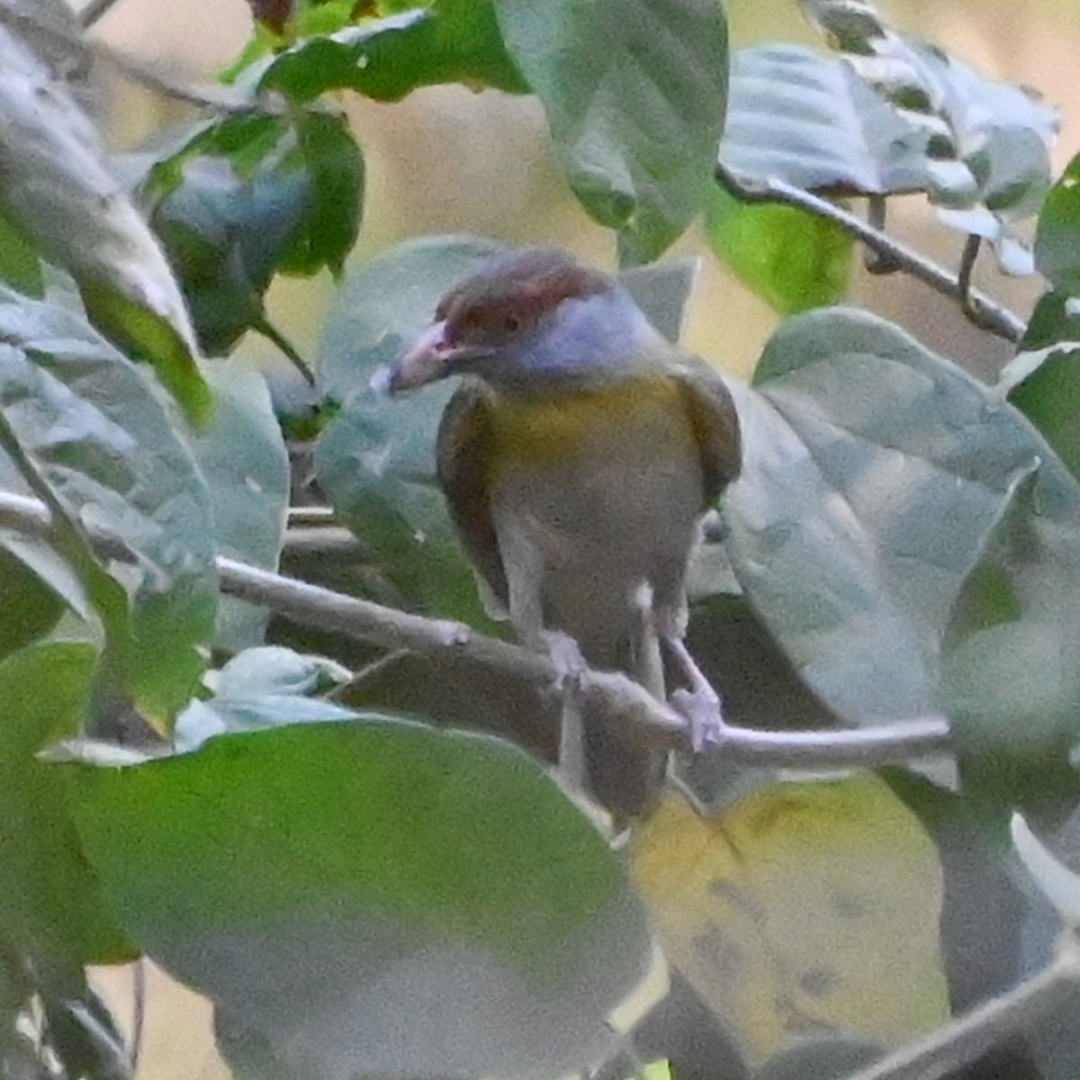 Rufous-browed Peppershrike - ML623771970