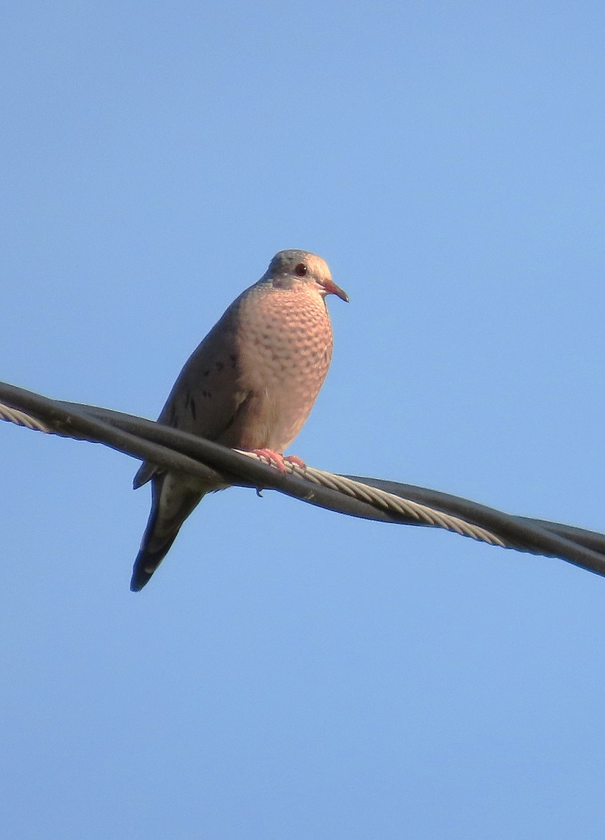 Common Ground Dove - ML623771982