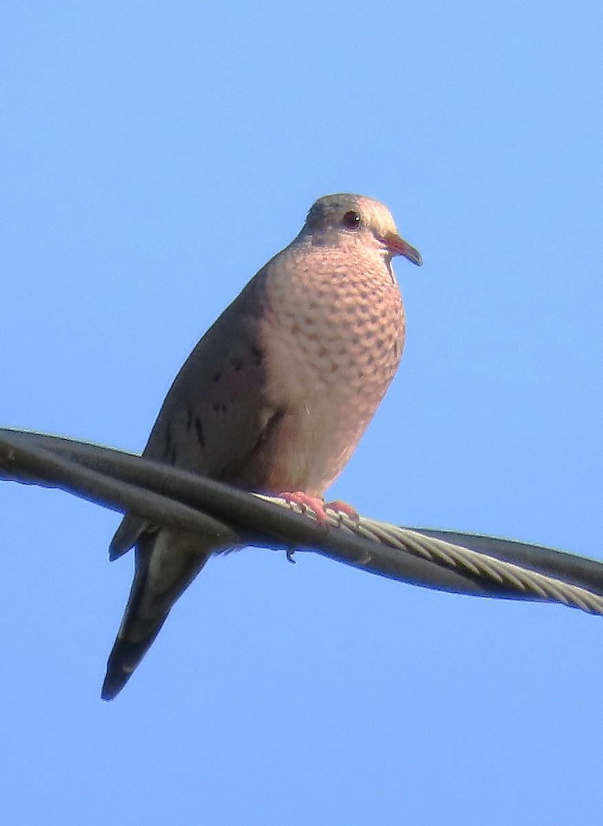 Common Ground Dove - ML623771983