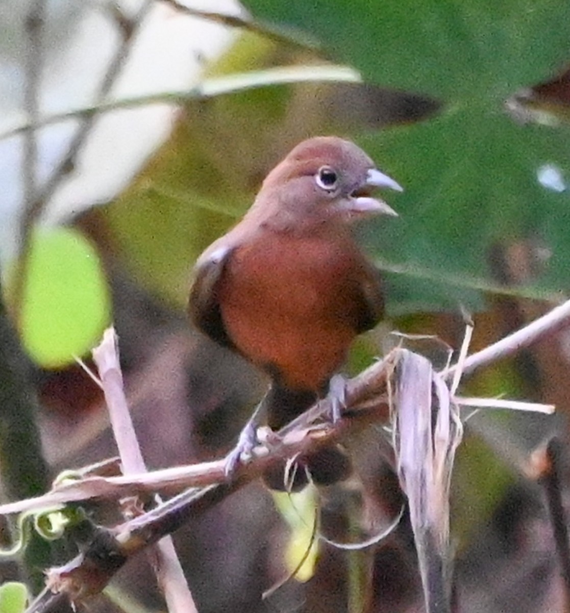 Red-crested Finch - ML623772003