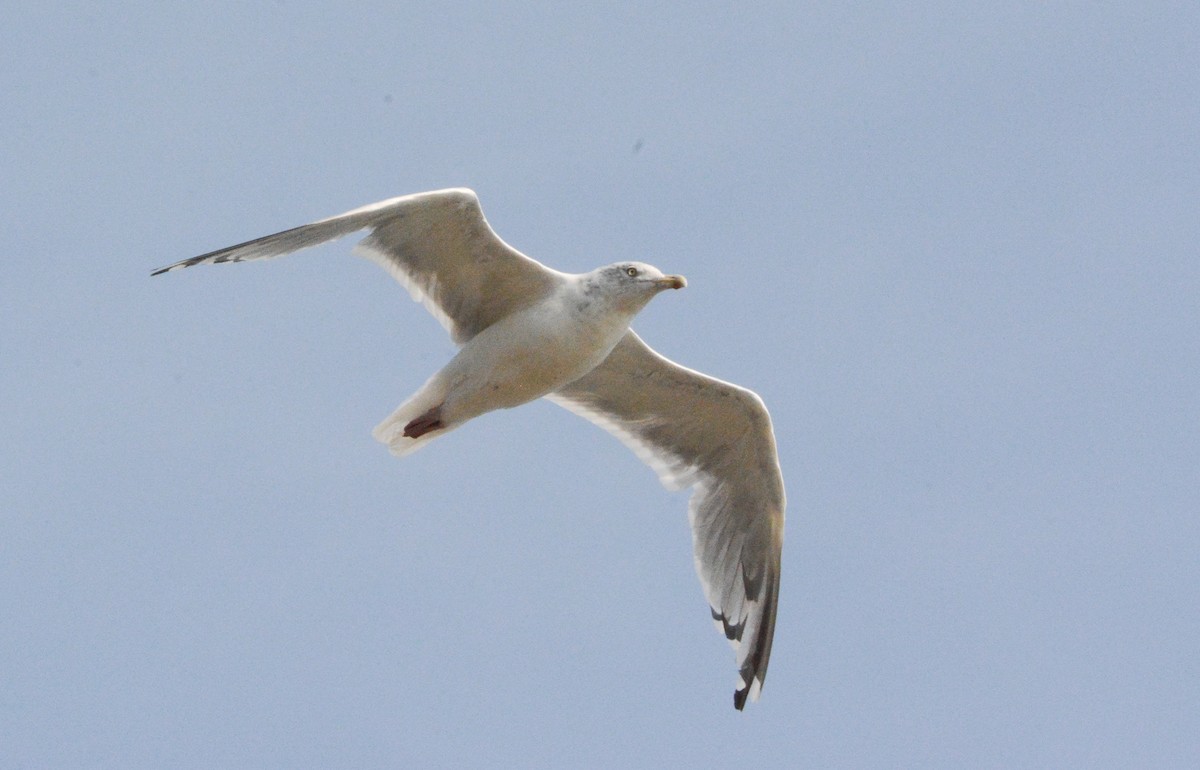 racek stříbřitý (ssp. smithsonianus) - ML623772009