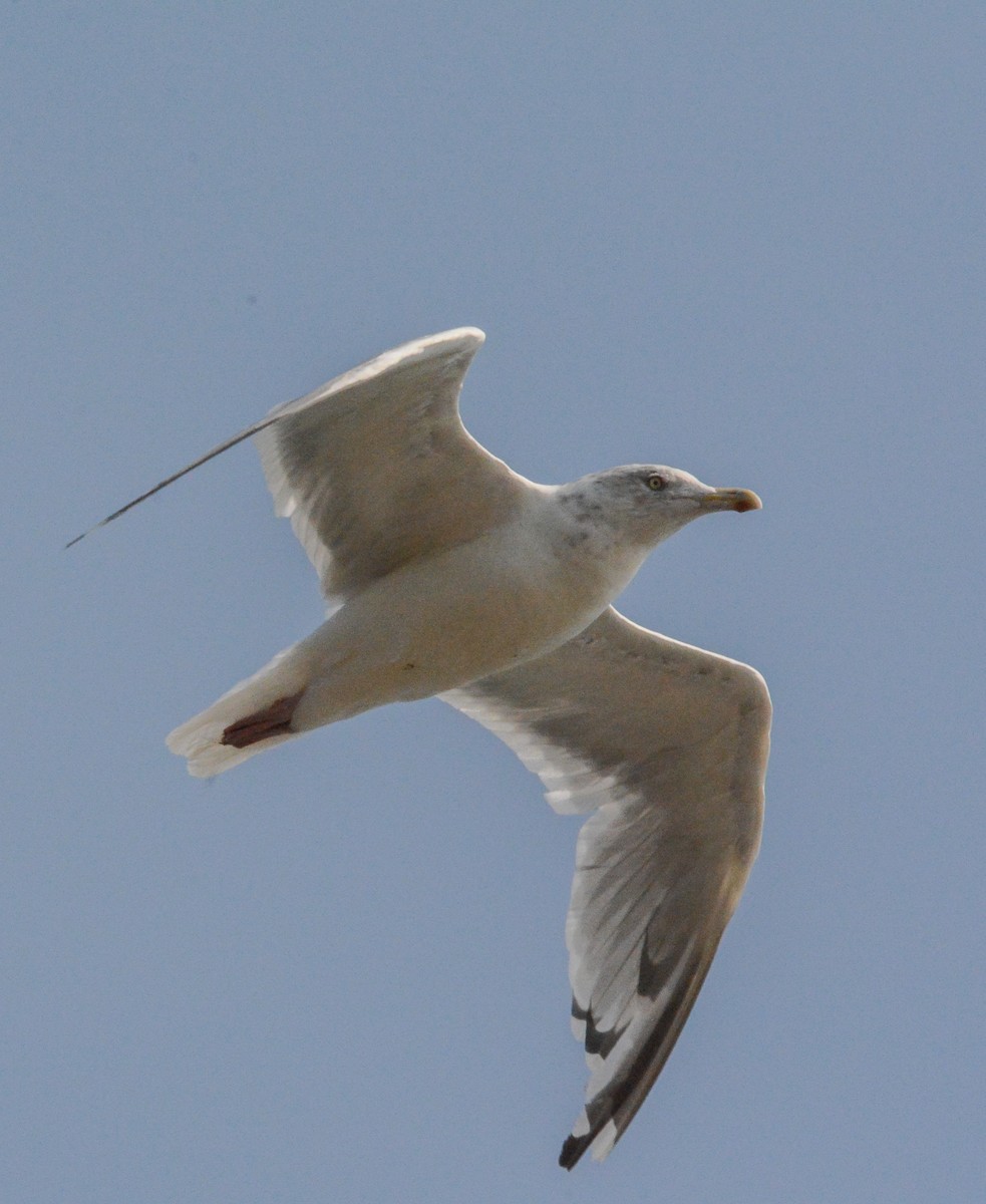 racek stříbřitý (ssp. smithsonianus) - ML623772010